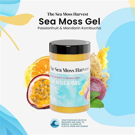 Sea Moss Recipes | The Sea Moss Harvest