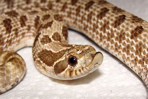 Snake appreciation post | Hognose snake, Western hognose snake, Cute ...