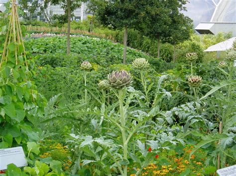 The 'vegetable garden' at Eden © Roger Rowe cc-by-sa/2.0 :: Geograph Britain and Ireland