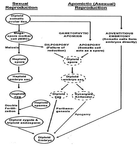 Apomixis - Definition and Examples - Biology Online Dictionary