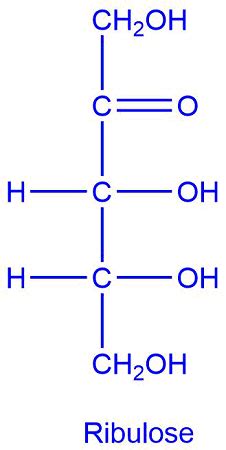 Draw D-ribulose in its five-membered cyclic hemiacetal form. | Homework.Study.com