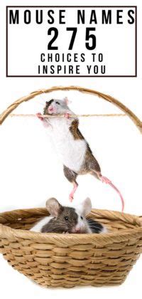 Mouse Names - Discover More Than 300 Inspiring Names For Mice