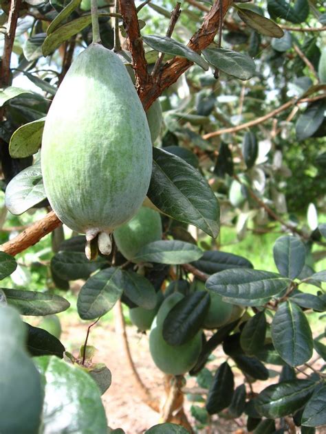 Daleys Fruit Tree Blog: Feijoa - Feijoa sellowiana