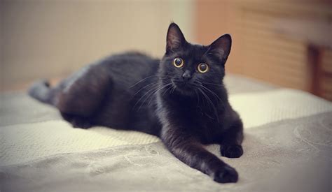 The Symbolism Behind What a Black Cat Means: Are They Really Bad Luck? | Discover Magazine