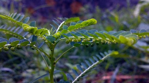 Phyllanthus niruri Powder: Immune Support Tea - Linden Botanicals