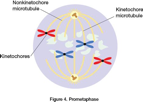 Prometaphase | Physics experiments, Ap environmental science, The learning experience