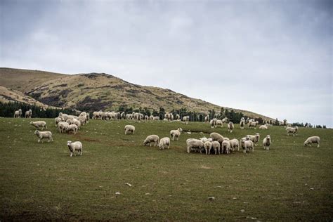 A Herd of Sheep at a Farm in South Island, New Zealand Stock Image ...