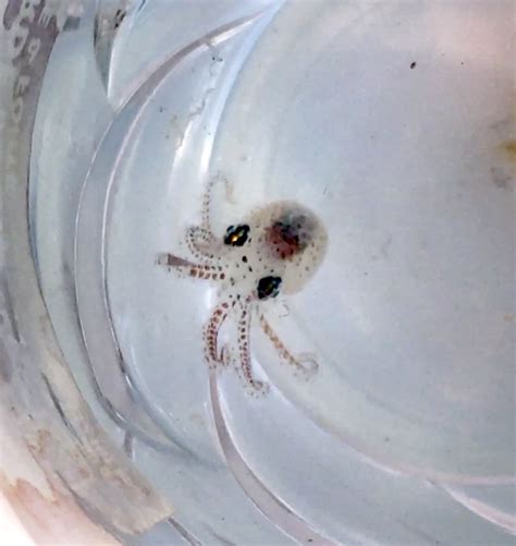 Baby Octopus 🐙 - Larissa Rolley