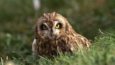 Are All Owls Nocturnal? | Animals - mom.me