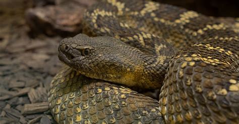 Mojave Rattlesnake - A-Z Animals