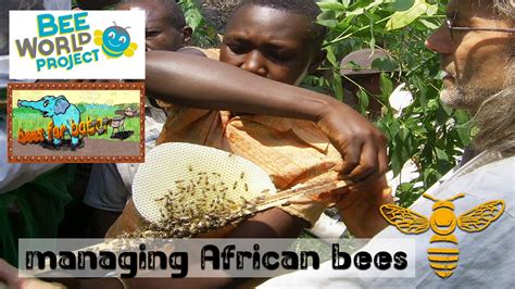 managing african bees - YouTube