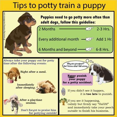 Training a Puppy Dog with Positive Methods | Puppy training, Puppy training tips, Dogs