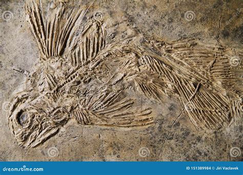 Coelacanth Fish Stock Image | CartoonDealer.com #16622341