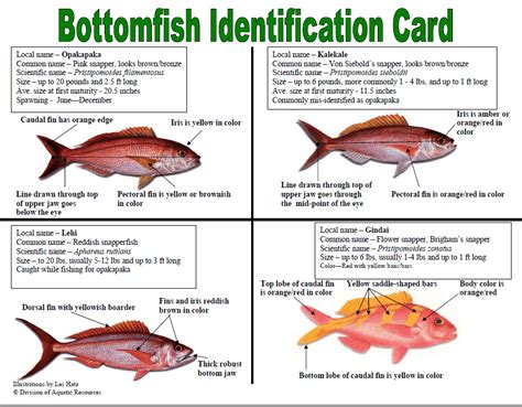 Bottom Fish Guide - Hawaii Bottom Fishing Charter Boat