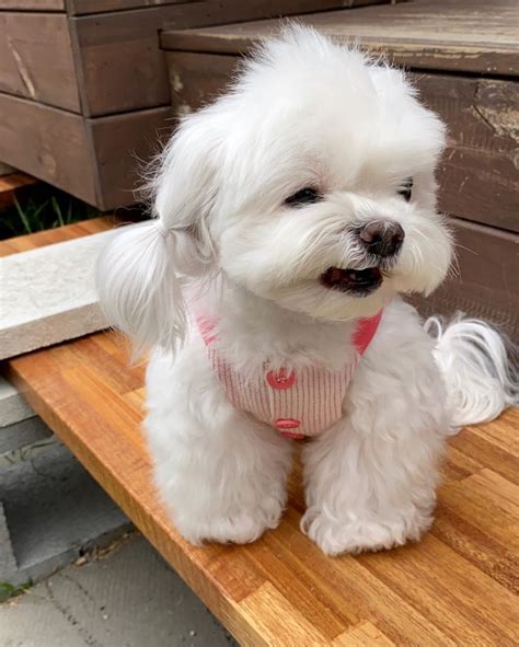 Bichon Frise Puppies For Sale | Chicago, IL #337276