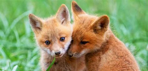 Fox Names - 222 Fabulous Names for Cute Fox Cubs