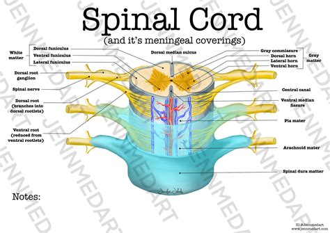 Spinal Cord Anatomy