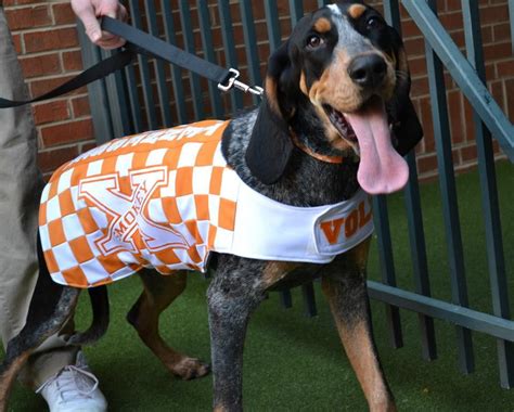 Smokey X, Tennessee Vols mascot. | Live Mascots: Smokey of Tennessee | Pinterest | Tennessee ...