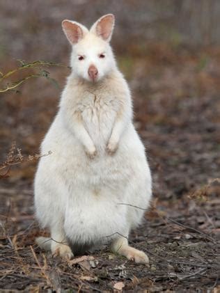 Bruny Island albino wallaby ‘like something out of Alice in Wonderland ...