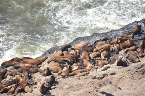 Sea Lion Caves in Florence, Oregon Stock Image - Image of life, discover: 131088625