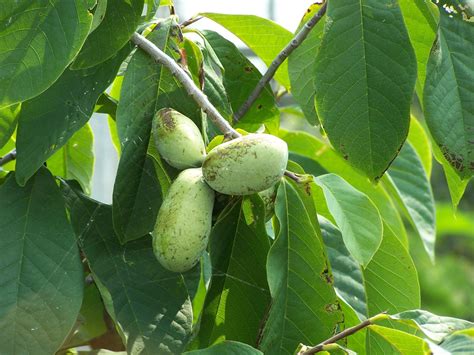 Paw Paw #1 (Asimina triloba) - Scioto Gardens Nursery