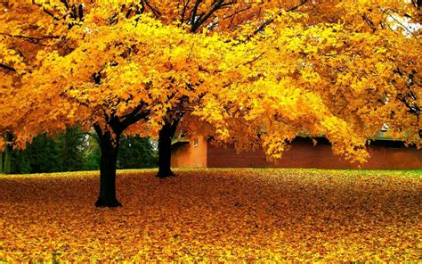 Download Golden Tree Earth Photography Fall Wallpaper