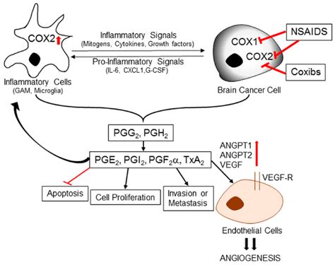 Role of inflammation‐induced cyclooxygenase in brain cancer... | Download Scientific Diagram