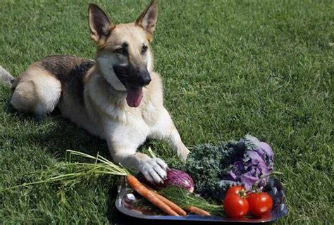 Farm To Fido: Dog Food Goes Local | KQED