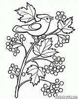 Berries Coloring Pages Coloring sketch template