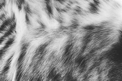 Background Texture Striped Cat Fur, Wool Close Up Stock Photo - Image of detailed, pattern: 98041478