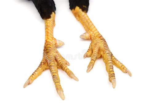 Chicken claw stock image. Image of still, animal, foot - 224275979