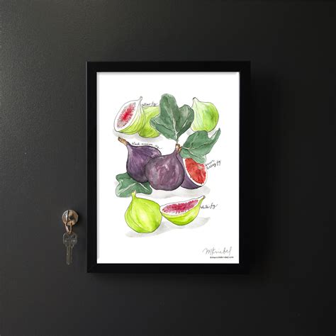 Figs Watercolor Art Print Fruit Botanical Illustration | Etsy