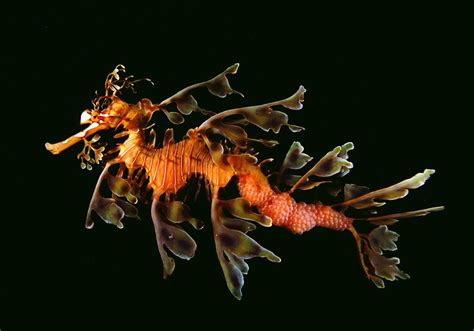 an orange sea horse is swimming in the dark water with its head turned ...