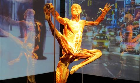 Portland Science Center to open this month with ‘Body Worlds’ exhibit