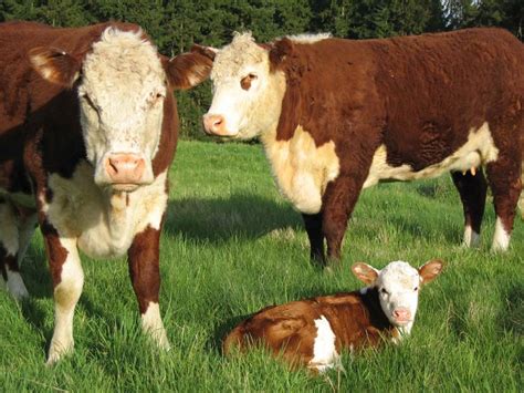 One day I'll raise my own hereford beef cattle | Hereford cows, Cow pictures, Hereford cattle