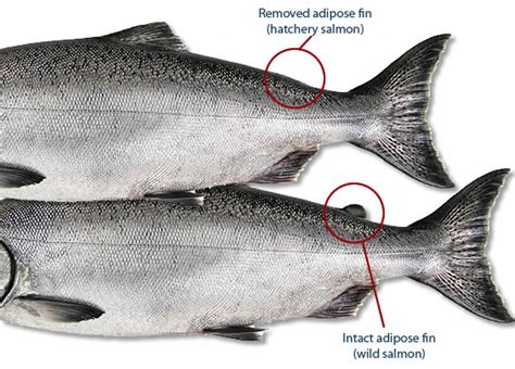 Puget Sound Hatchery Chinook Bite is On!