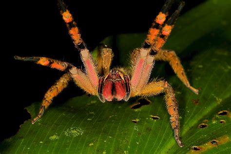 Go Deep Into the Amazon With Scientists Unraveling a Creepy Mystery | WIRED