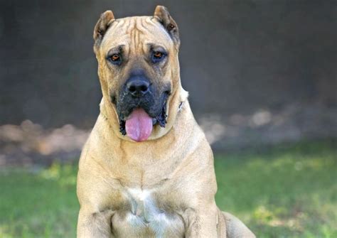 15 Fawn Dog Breeds: Beautiful Brown!