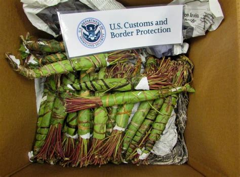 Philadelphia CBP Intercepts 19 Pounds of Minnesota-Bound Khat | U.S. Customs and Border Protection