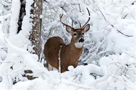 The Deer Came Out Play In The Snow