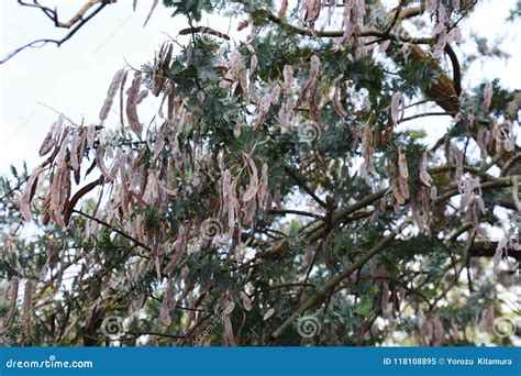 Seeds of Silver wattle stock image. Image of foliage - 118108895