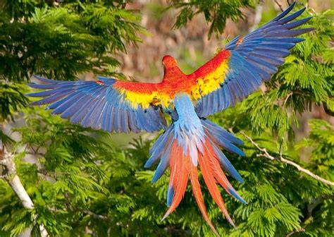 Scarlet Macaw : Biological Science Picture Directory – Pulpbits.net