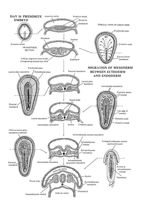 Chapter 20. Week 3 of Development: Intraembryonic Mesoderm, Somite Development, and The ...