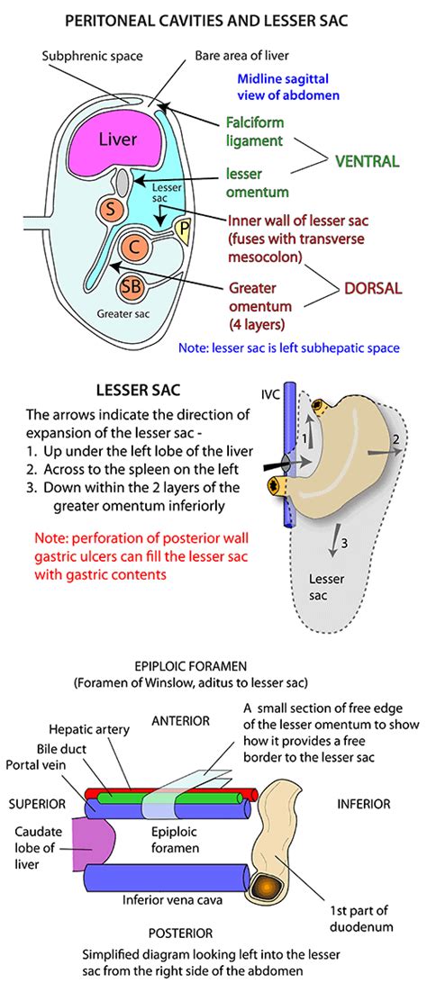 Instant Anatomy - Abdomen - Areas/Organs - Peritoneum - Lesser sac - opening