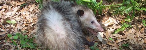 Possum Repellent - Keep Away Opossums