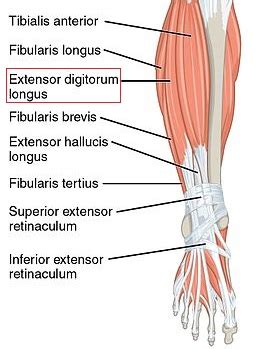 Extensor Digitorum Longus: Action, Origin & Insertion | Study.com