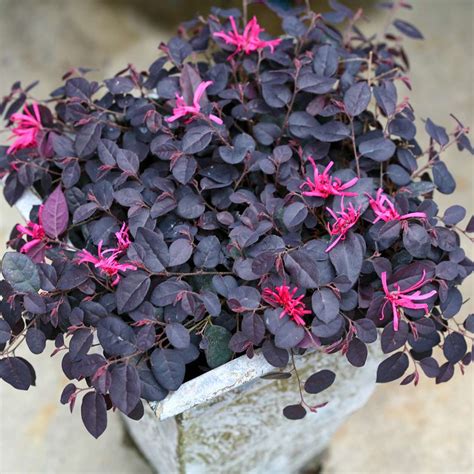 Jazz Hands Mini Loropetalum | Spring Meadow - wholesale liners - Spring Meadow Nursery