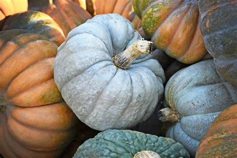 Large Gray Colored `Jarrahdale` Pumpkin Stock Photo - Image of large, flattened: 252570672