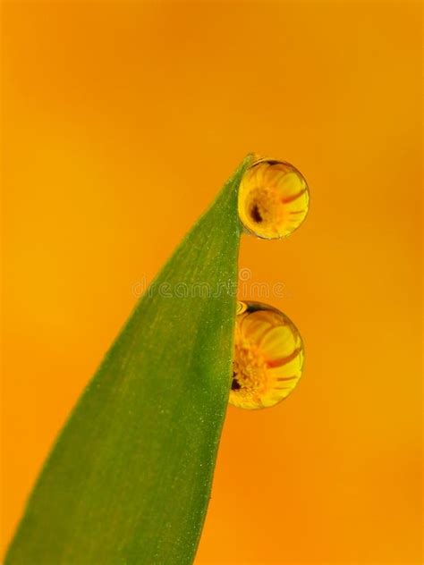 Dews on the Grass with Colorful Flower Reflection Inside Stock Image ...