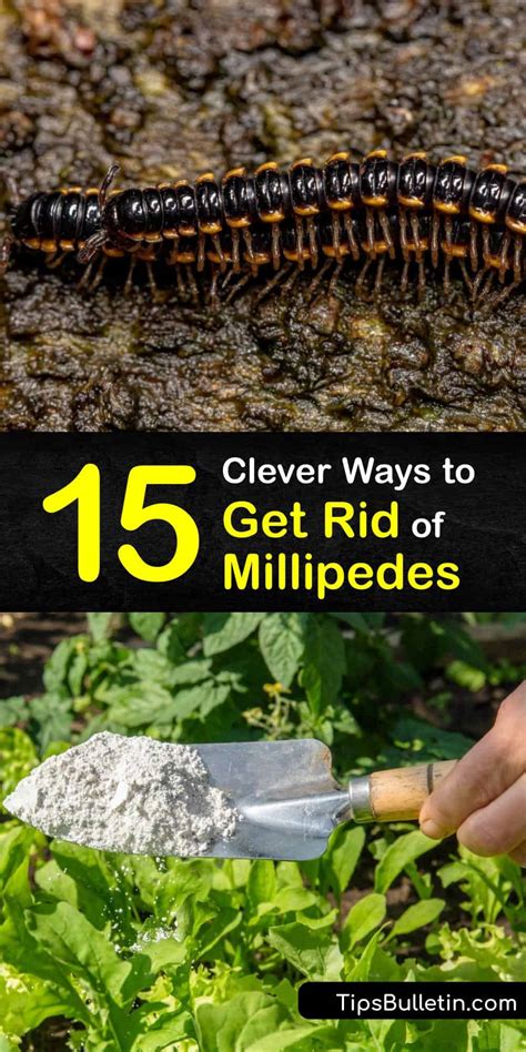 Millipede Control - Quick Ways of Getting Rid of Millipedes